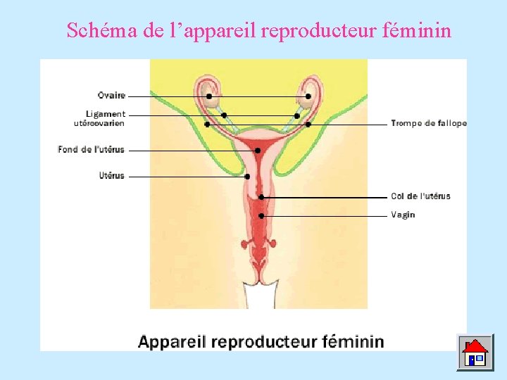 Schéma de l’appareil reproducteur féminin Schéma de l’appareil reproducteur féminin