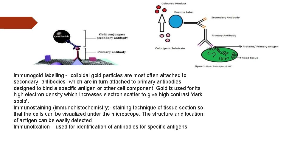 Immunogold labelling - colloidal gold particles are most often attached to secondary antibodies which