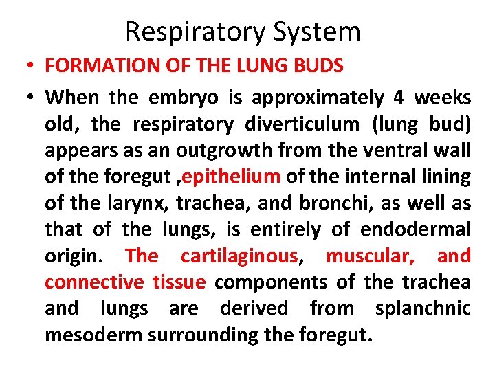 Respiratory System FORMATION OF THE LUNG BUDS When