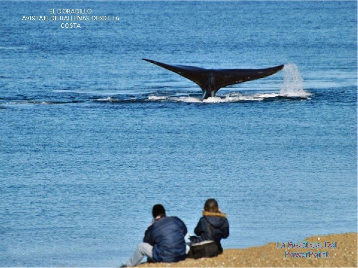 EL DORADILLO AVISTAJE DE BALLENAS DESDE LA COSTA La Boutique Del Power. Point 