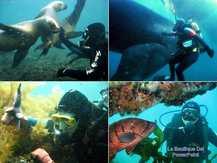 La Boutique Del Power. Point 