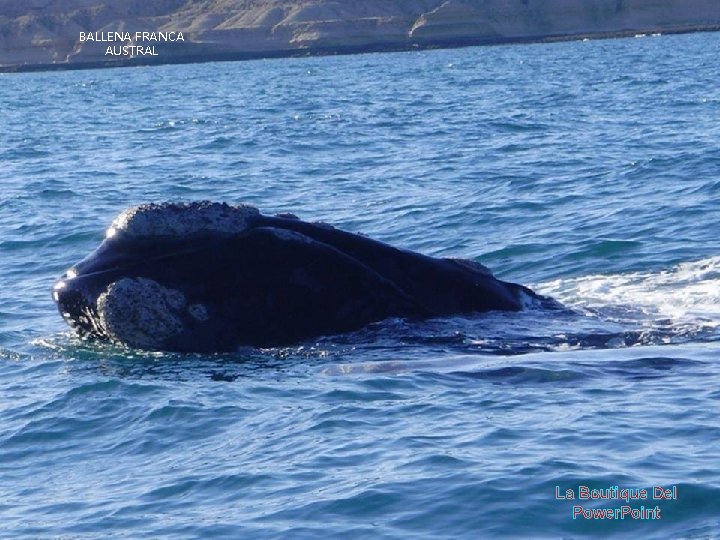 BALLENA FRANCA AUSTRAL La Boutique Del Power. Point 