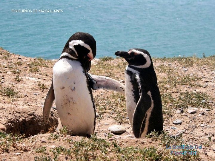 PINGÜINOS DE MAGALLANES La Boutique Del Power. Point 