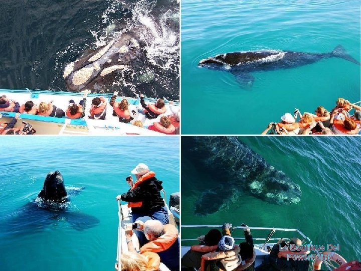 La Boutique Del Power. Point 