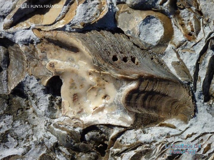 FOSILES PUNTA PIRÁMIDES La Boutique Del Power. Point 