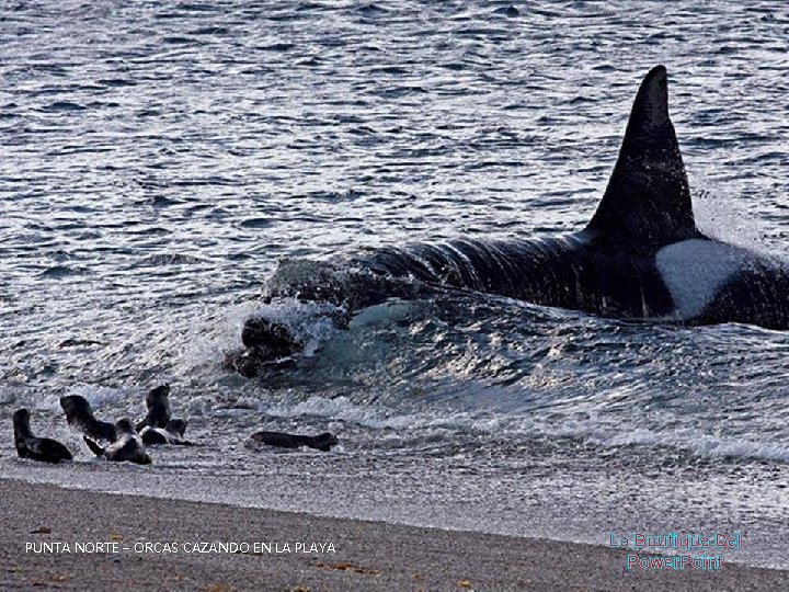 PUNTA NORTE – ORCAS CAZANDO EN LA PLAYA La Boutique Del Power. Point 