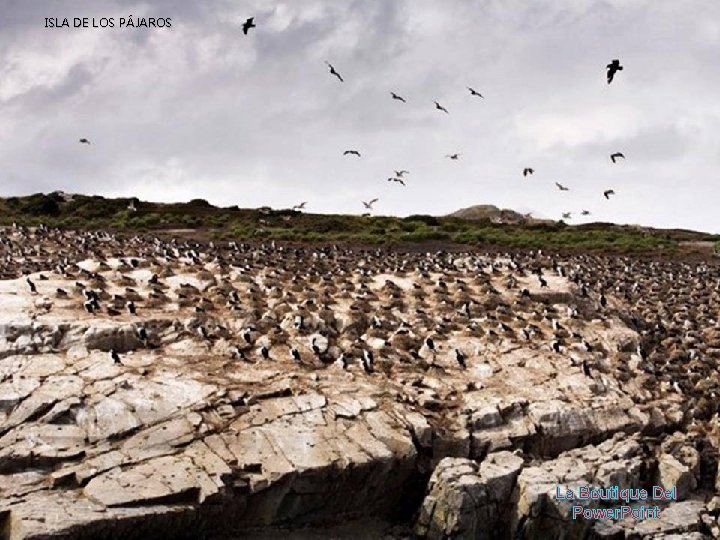 ISLA DE LOS PÁJAROS La Boutique Del Power. Point 