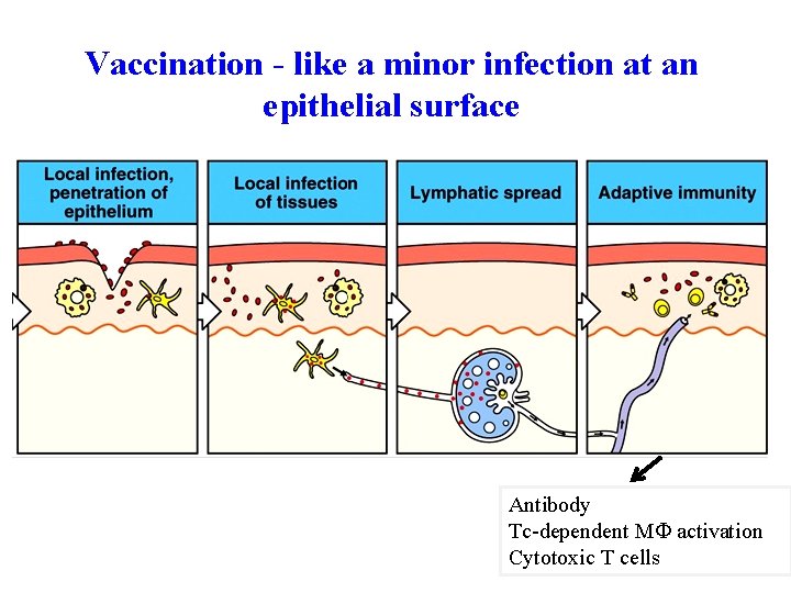 Vaccination - like a minor infection at an epithelial surface Antibody Tc-dependent M activation