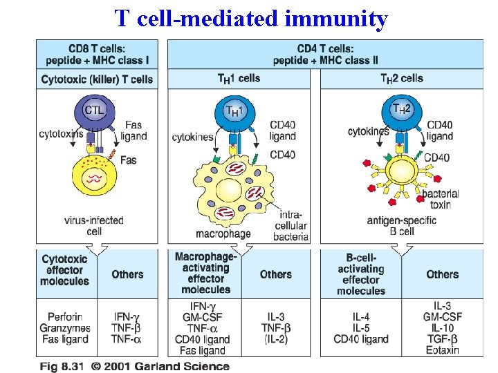 T cell-mediated immunity 