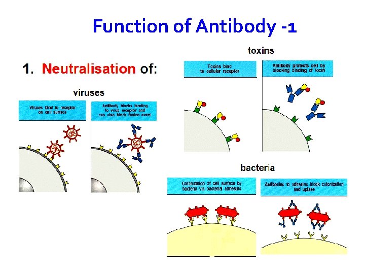 Function of Antibody -1 