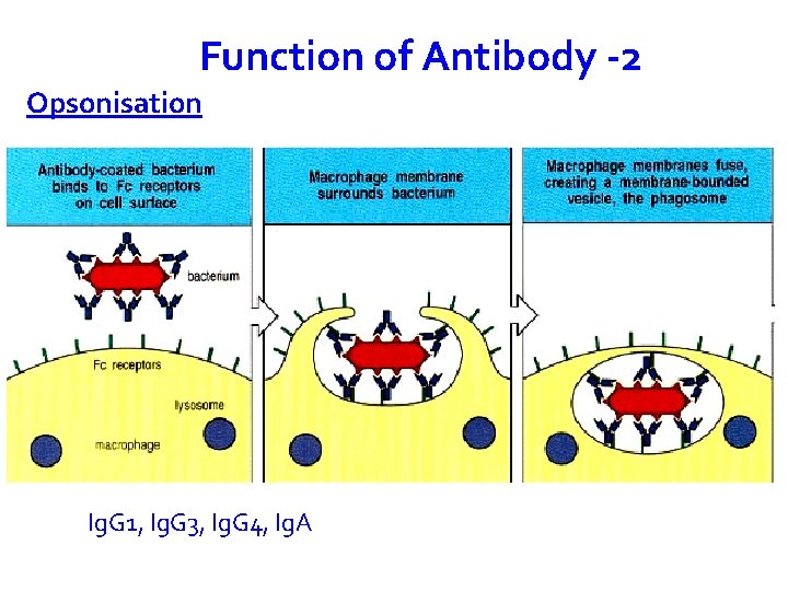 Function of Antibody -2 Opsonisation Ig. G 1, Ig. G 3, Ig. G 4,