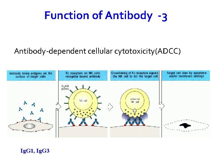 Function of Antibody -3 Antibody-dependent cellular cytotoxicity(ADCC) Ig. G 1, Ig. G 3 