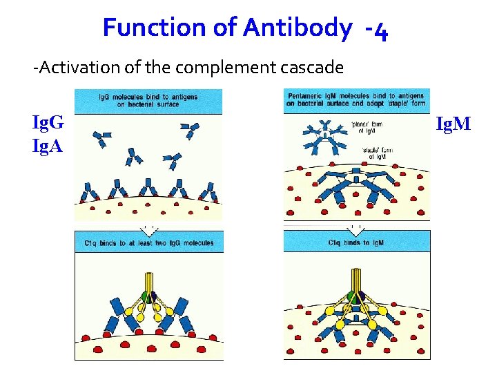 Function of Antibody -4 -Activation of the complement cascade Ig. G Ig. A Ig.