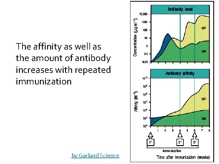 The affinity as well as the amount of antibody increases with repeated immunization ©