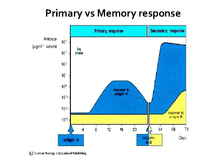 Primary vs Memory response 