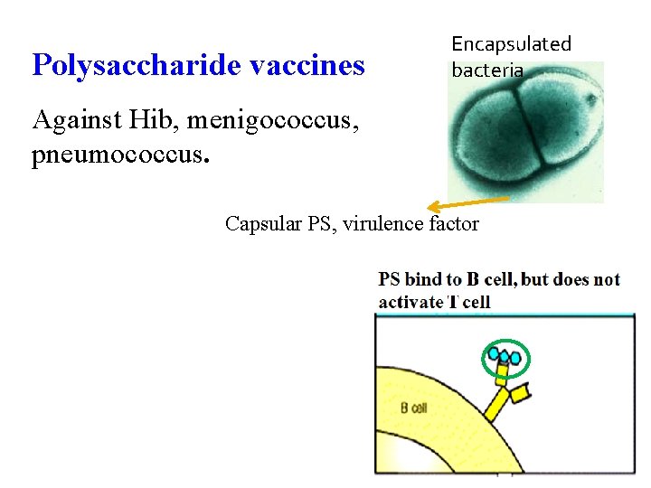 Polysaccharide vaccines Encapsulated bacteria Against Hib, menigococcus, pneumococcus. Capsular PS, virulence factor 