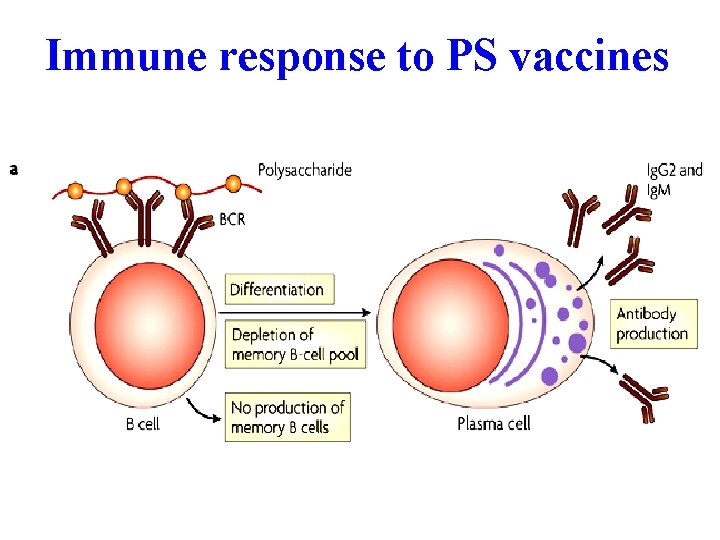 Immune response to PS vaccines 