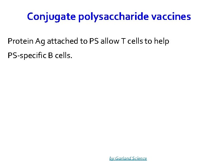 Conjugate polysaccharide vaccines Protein Ag attached to PS allow T cells to help PS-specific