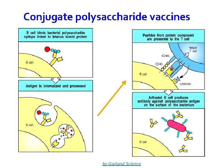 Conjugate polysaccharide vaccines 39 © 2001 by Garland Science 