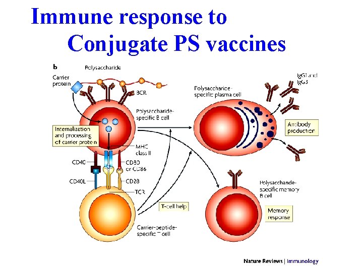 Immune response to Conjugate PS vaccines 