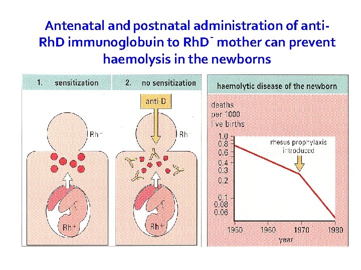 Antenatal and postnatal administration of anti. Rh. D immunoglobuin to Rh. D- mother can