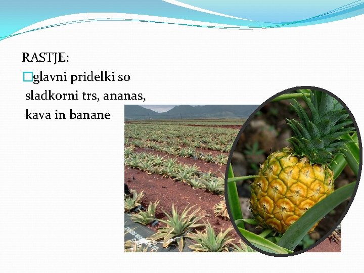 RASTJE: �glavni pridelki so sladkorni trs, ananas, kava in banane 