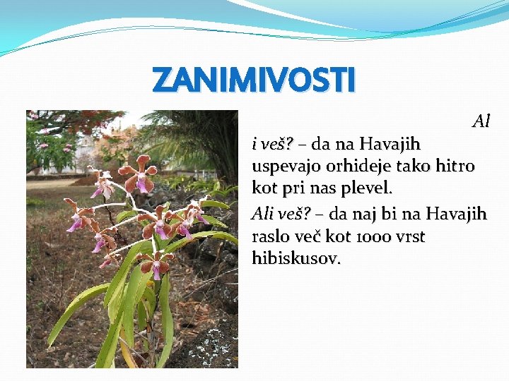 ZANIMIVOSTI Al i veš? – da na Havajih uspevajo orhideje tako hitro kot pri