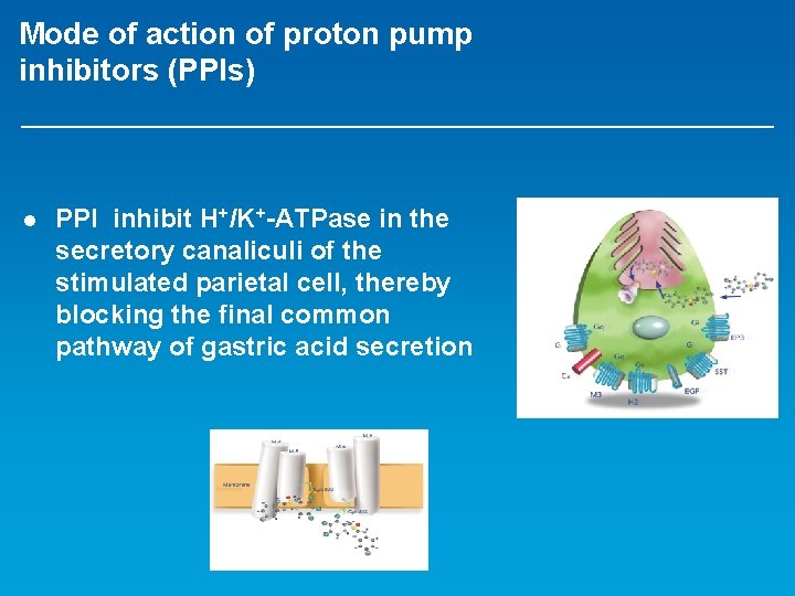 Mode of action of proton pump inhibitors (PPIs) l PPI inhibit H+/K+-ATPase in the