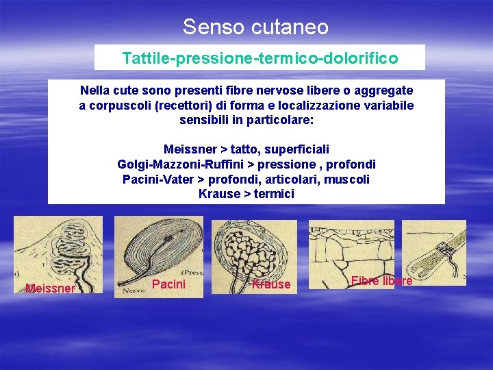 Senso cutaneo Tattile-pressione-termico-dolorifico Nella cute sono presenti fibre nervose libere o aggregate a corpuscoli