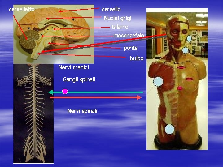 cervelletto cervello Nuclei grigi talamo mesencefalo ponte bulbo Nervi cranici Gangli spinali Nervi spinali