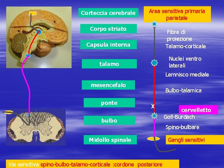 Corteccia cerebrale Area sensitiva primaria parietale Corpo striato Capsula interna Fibre di proiezione Talamo-corticale