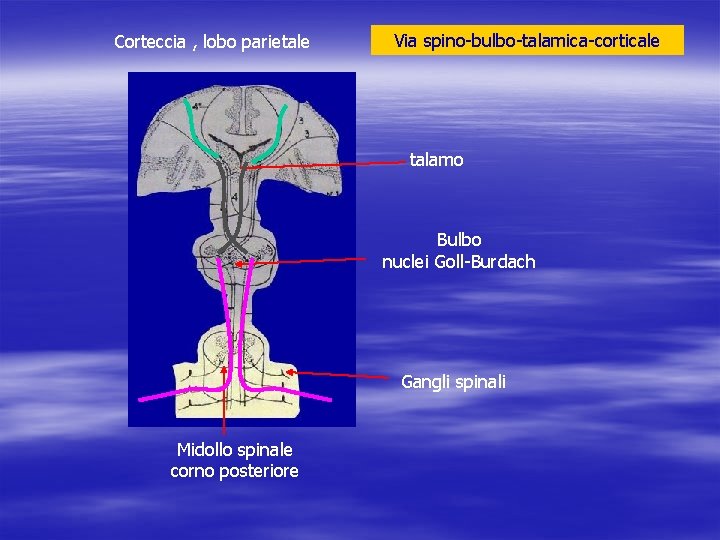 Corteccia , lobo parietale Via spino-bulbo-talamica-corticale talamo Bulbo nuclei Goll-Burdach Gangli spinali Midollo spinale