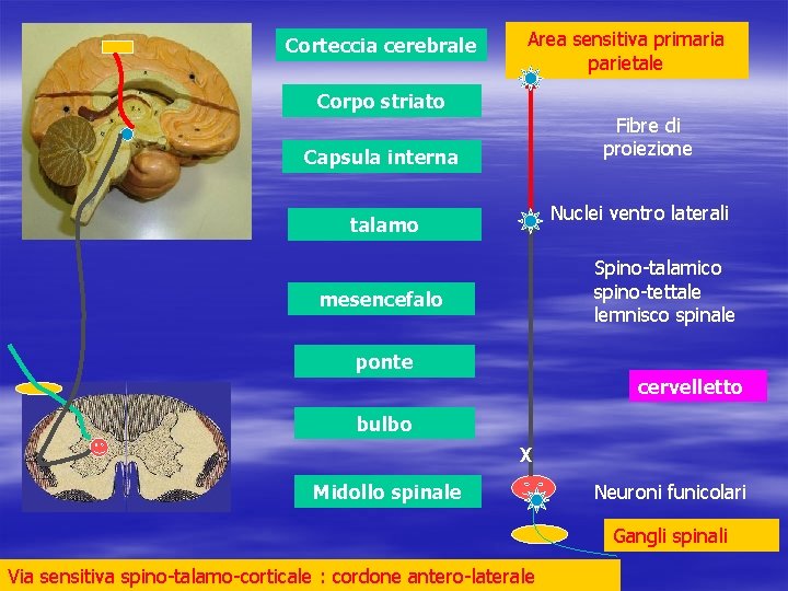 Corteccia cerebrale Area sensitiva primaria parietale Corpo striato Fibre di proiezione Capsula interna Nuclei