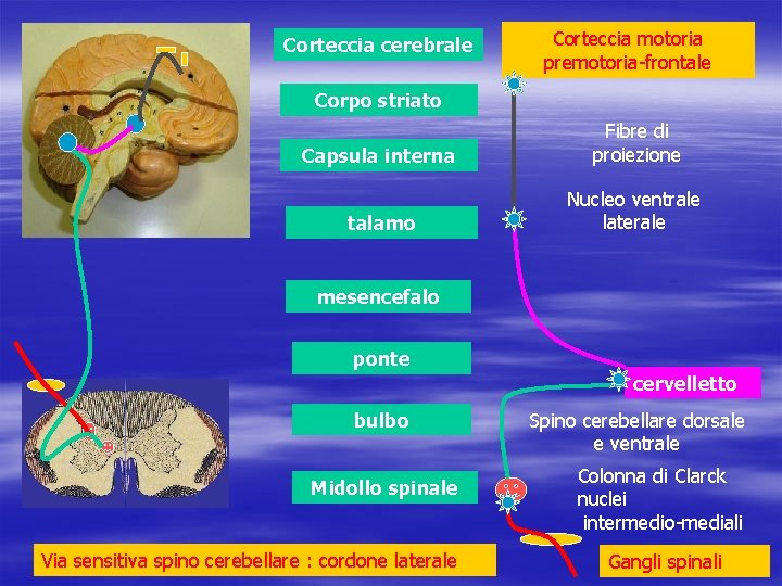Corteccia cerebrale Corteccia motoria premotoria-frontale Corpo striato Capsula interna Fibre di proiezione talamo Nucleo