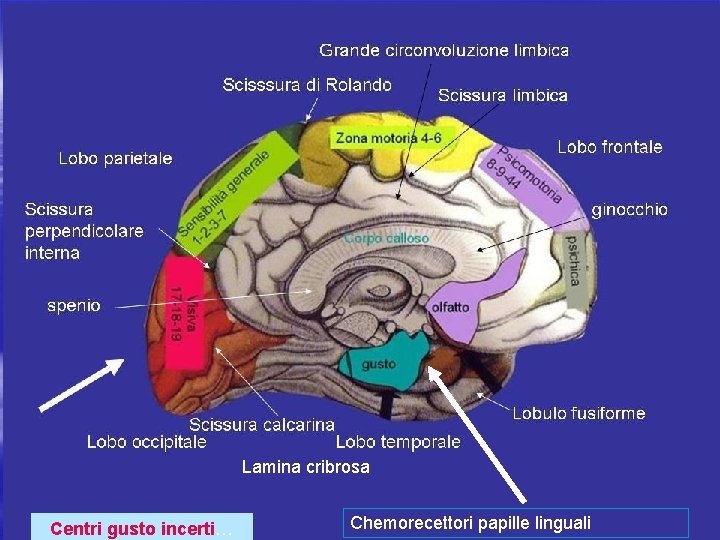 Lamina cribrosa Centri gusto incerti… Chemorecettori papille linguali 