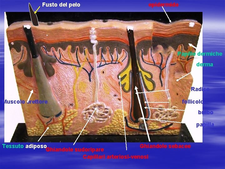 Fusto del pelo epidermide Papille dermiche derma Radice Muscolo erettore follicolo bulbo papilla Tessuto