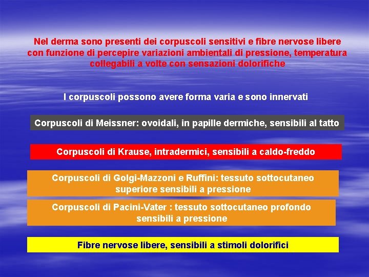 Nel derma sono presenti dei corpuscoli sensitivi e fibre nervose libere con funzione di