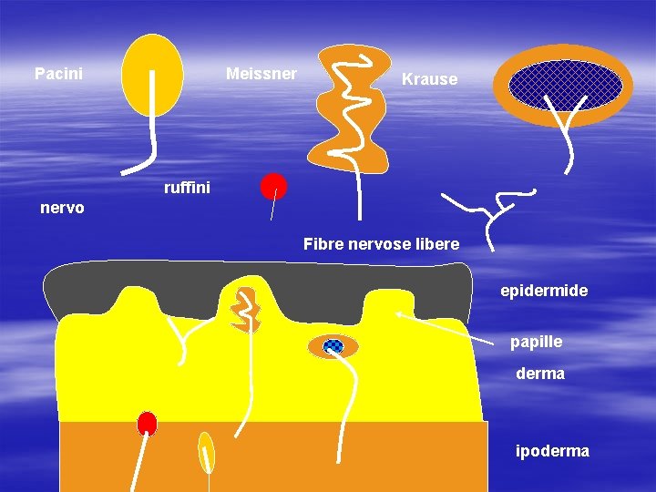 Pacini Meissner Krause ruffini nervo Fibre nervose libere epidermide papille derma ipoderma 