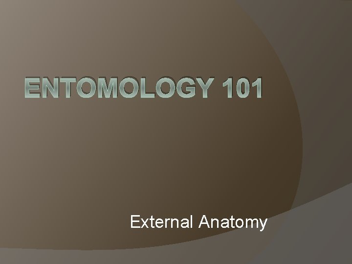 ENTOMOLOGY 101 External Anatomy 