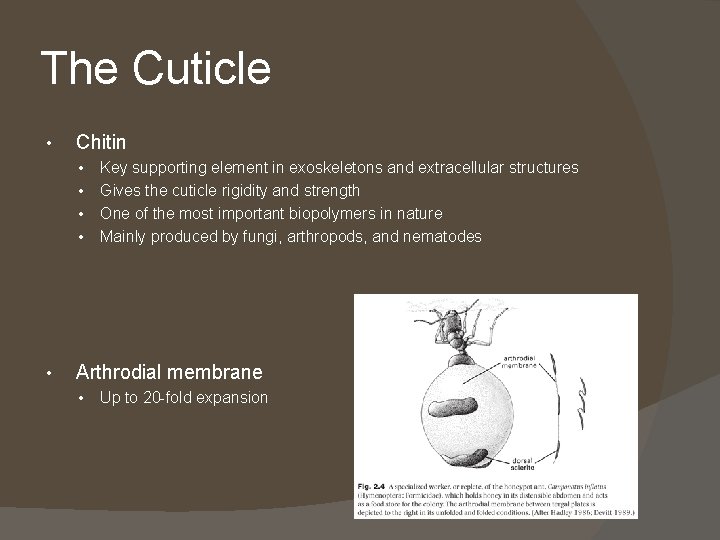 The Cuticle • Chitin • • • Key supporting element in exoskeletons and extracellular