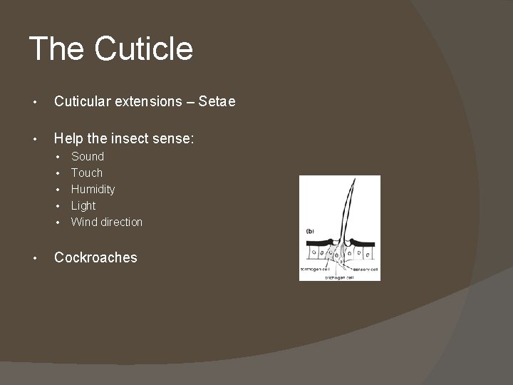 The Cuticle • Cuticular extensions – Setae • Help the insect sense: • •