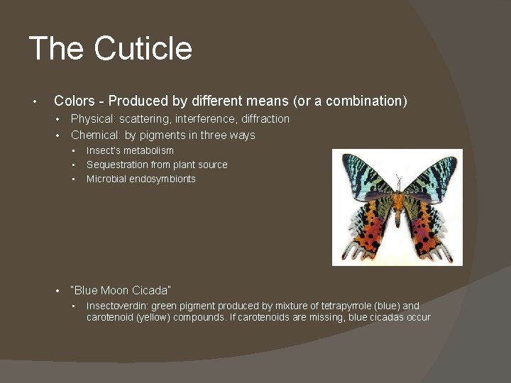 The Cuticle • Colors - Produced by different means (or a combination) • •