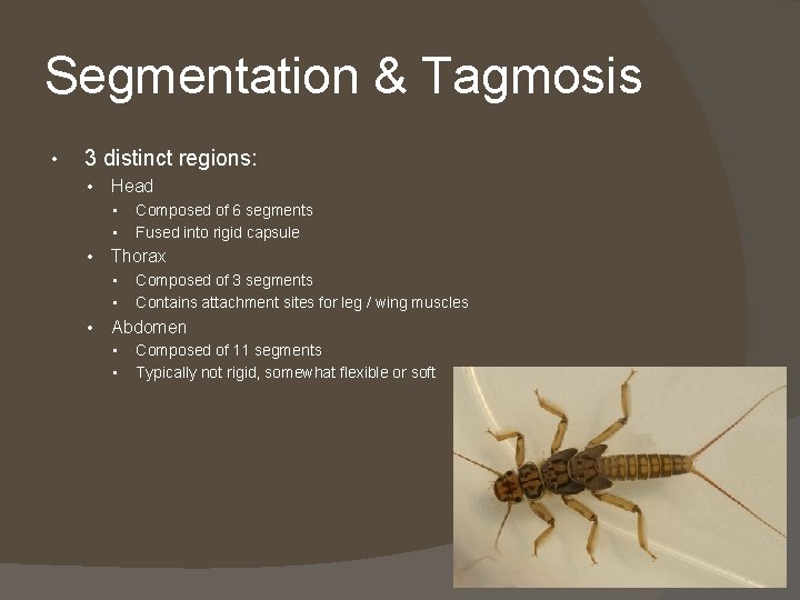 Segmentation & Tagmosis • 3 distinct regions: • Head • • • Thorax •