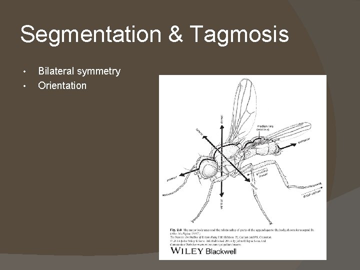 Segmentation & Tagmosis • • Bilateral symmetry Orientation 