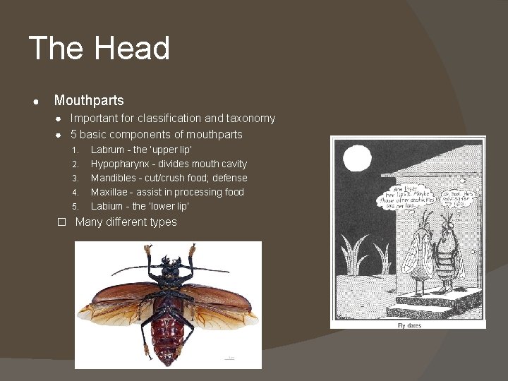 The Head ● Mouthparts ● Important for classification and taxonomy ● 5 basic components