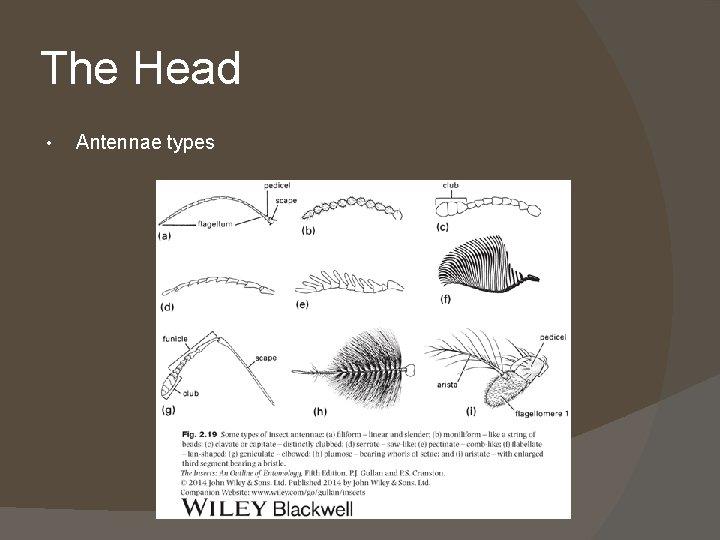 The Head • Antennae types 