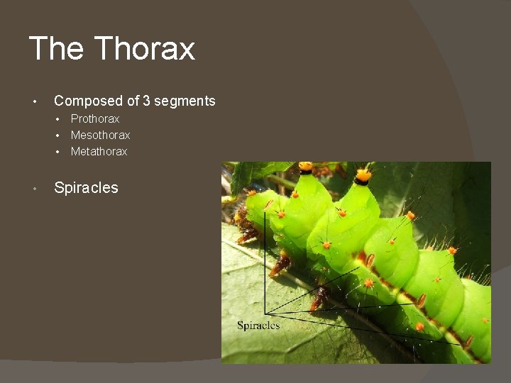 The Thorax • Composed of 3 segments • • Prothorax Mesothorax Metathorax Spiracles 
