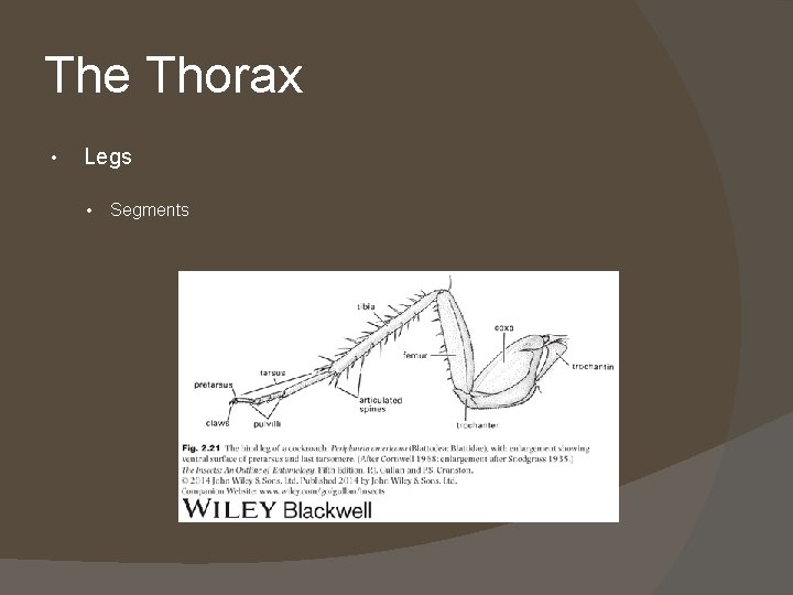 The Thorax • Legs • Segments 