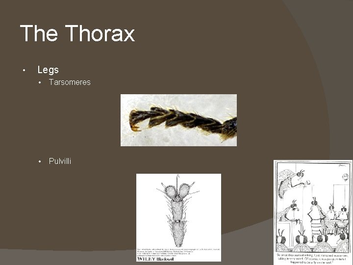 The Thorax • Legs • Tarsomeres • Pulvilli 