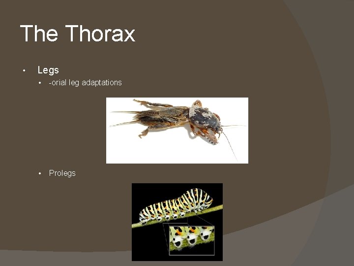 The Thorax • Legs • -orial leg adaptations • Prolegs 